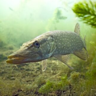 Zander_neu_01_SHOP.j