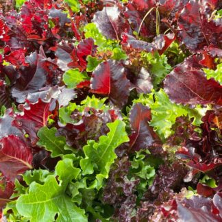 02_Logo_NK_registere