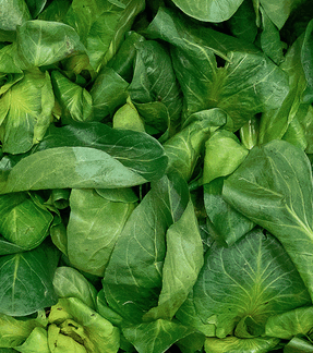 Cicorino_Rosso_SHOP.